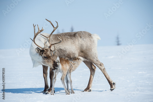 reindeer in the spring, female reindeer with offspring photo