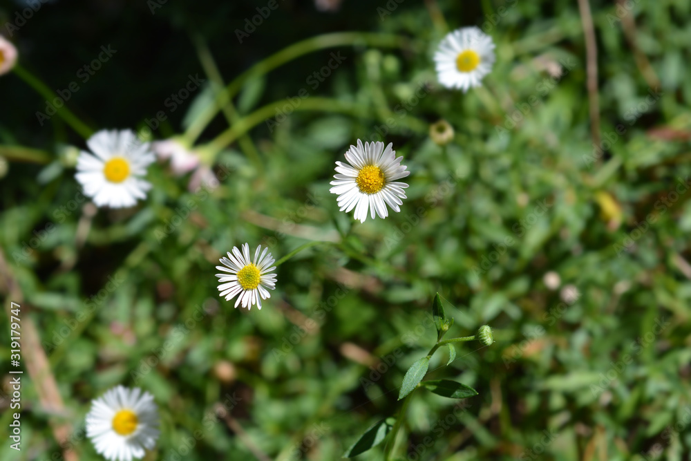 Mexican fleabane Mexican fleabane