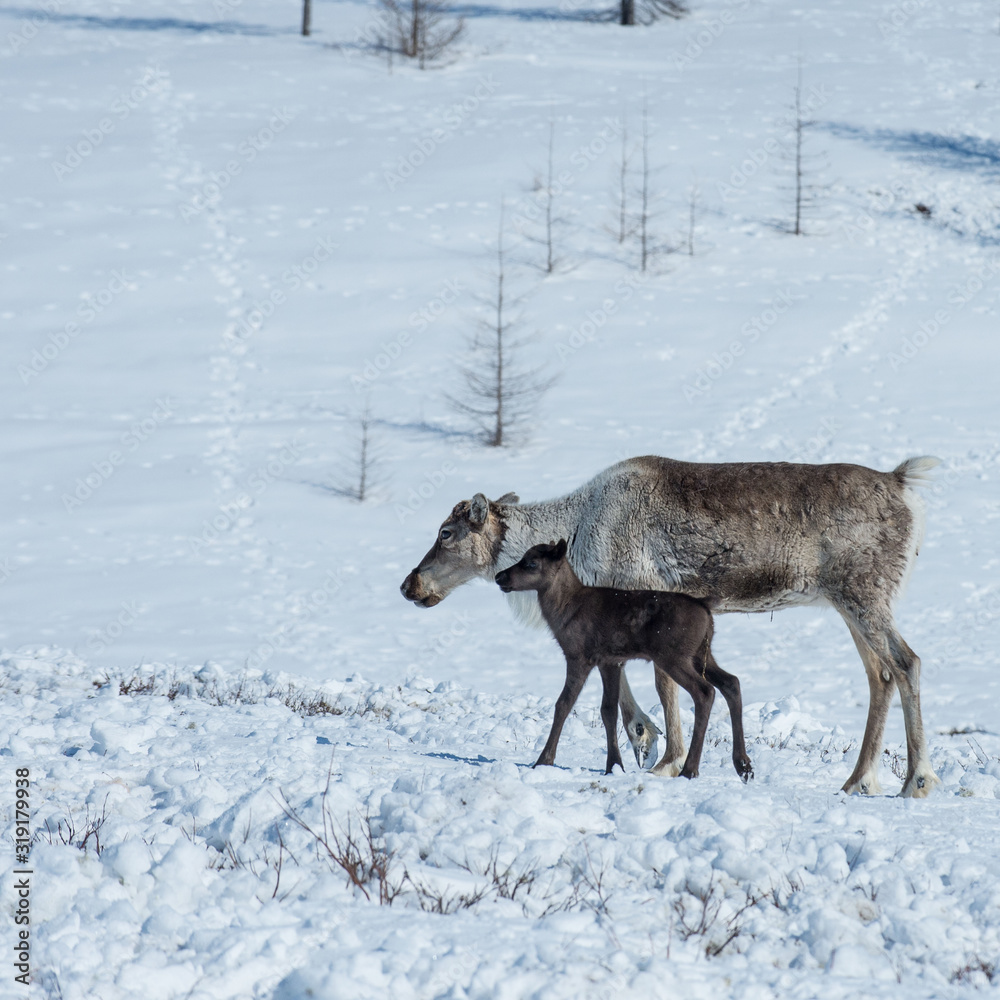 reindeer in the spring, female reindeer with offspring reindeer in the spring, female reindeer with offspring