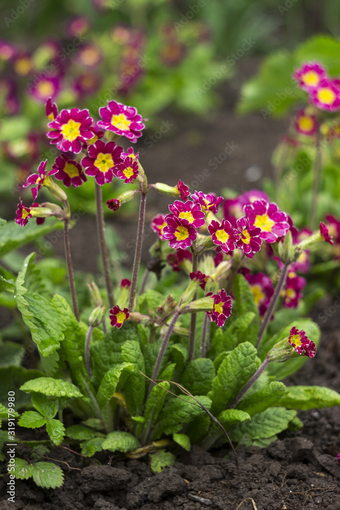 Obraz premium Bushes of lilac primrose with a yellow center and on a long stem with water droplets after rain on the flowers. Spring concept, beautiful flowers blooms in the garden