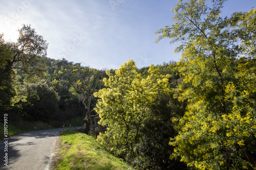 Fototapeta Naklejka Na Ścianę i Meble -  Mimosa trees in bloom in the south of France near the village of Tanneron