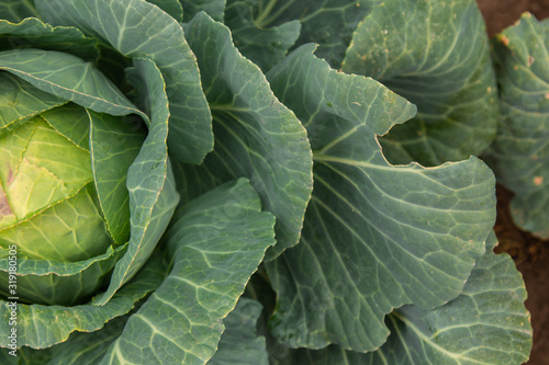 Fresh green cabbage in farm field vegetable organic background. Close-up of cabbage cabbage in the garden on a garden bed.