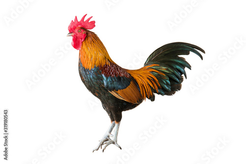 Fotografia Rooster isolated on white background