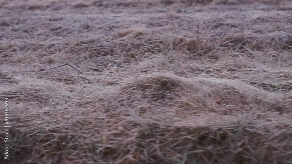 View of the road and dried grass from a horse-drawn cart in the village. View of the road and dried grass from a horse-drawn cart in the village.