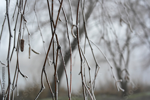 Off-season. Frozen birch branches are covered with white spiny snow.