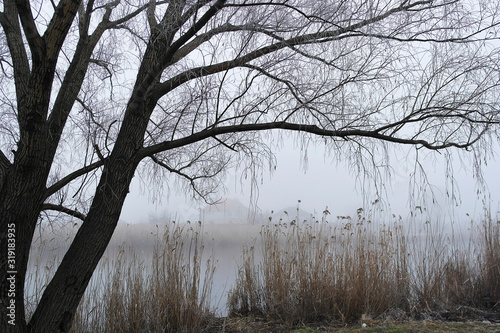 Fog over a frozen lake. The far shore of the lake is almost invisible due to thick fog. Outlines of plants in the foreground. Off-season. © Людмила Пищикова