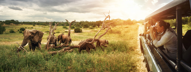 A group of young people watch and photograph wild elephants on a safari tour in a national park. Island Sri Lanka.