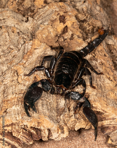 Large Venomous Forest Black Scorpion © Dennis Donohue