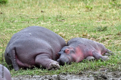 Nile hippo, Queen Elizabeth National Park, Uganda