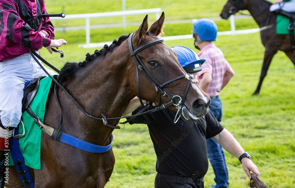 Obraz premium Racing steward walking racehorse towards the start gate