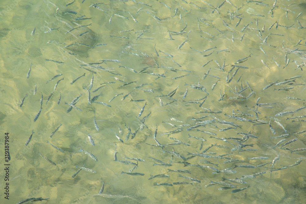 Shoal of fish in seawater, many sea fishes top view, free in the sea, sea fishes on the water surface, on the surface of the sea water aquamarine azure reflection turquoise blue abstract background Shoal of fish in seawater, many sea fishes top view, free in the sea, sea fishes on the water surface, on the surface of the sea water aquamarine azure reflection turquoise blue abstract background