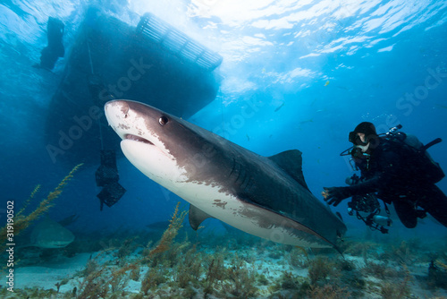 Tiger shark and underwater photographer.