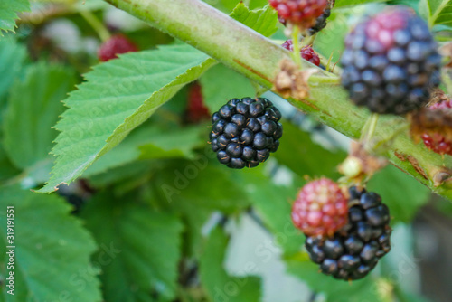 Fresh blackberries on a bush