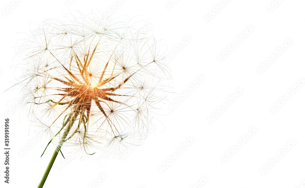 Spring dandelion fluffy seeds blowball close up in the sunlight, white background, copy space. Abstract dandelion floral minimal design object concept isolated for flyer, cover, poster, banner, web