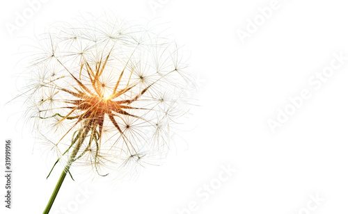 Spring dandelion fluffy seeds blowball close up in the sunlight  white background  copy space. Abstract dandelion floral minimal design object concept isolated for flyer  cover  poster  banner  web