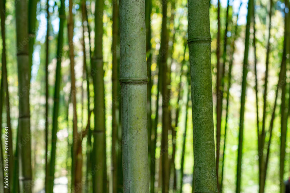 Macro view of green bamboo tree trunk growing in a forest Macro view of green bamboo tree trunk growing in a forest