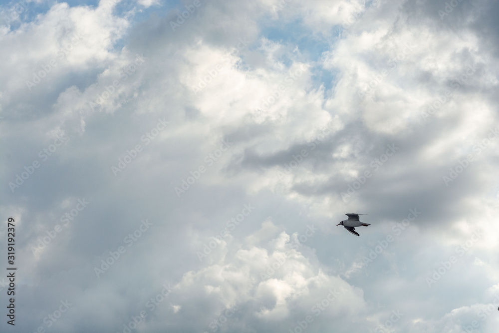 Seagull flying on cloudy stormy sky background 