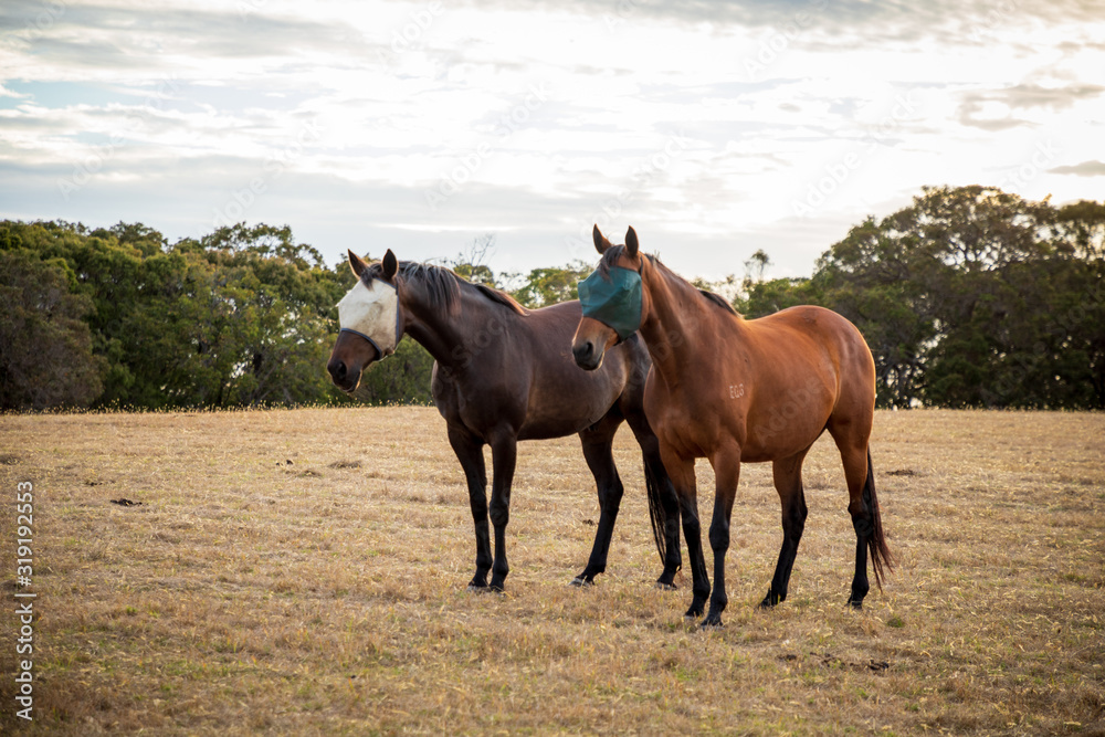 Obraz premium Ponies and Horses