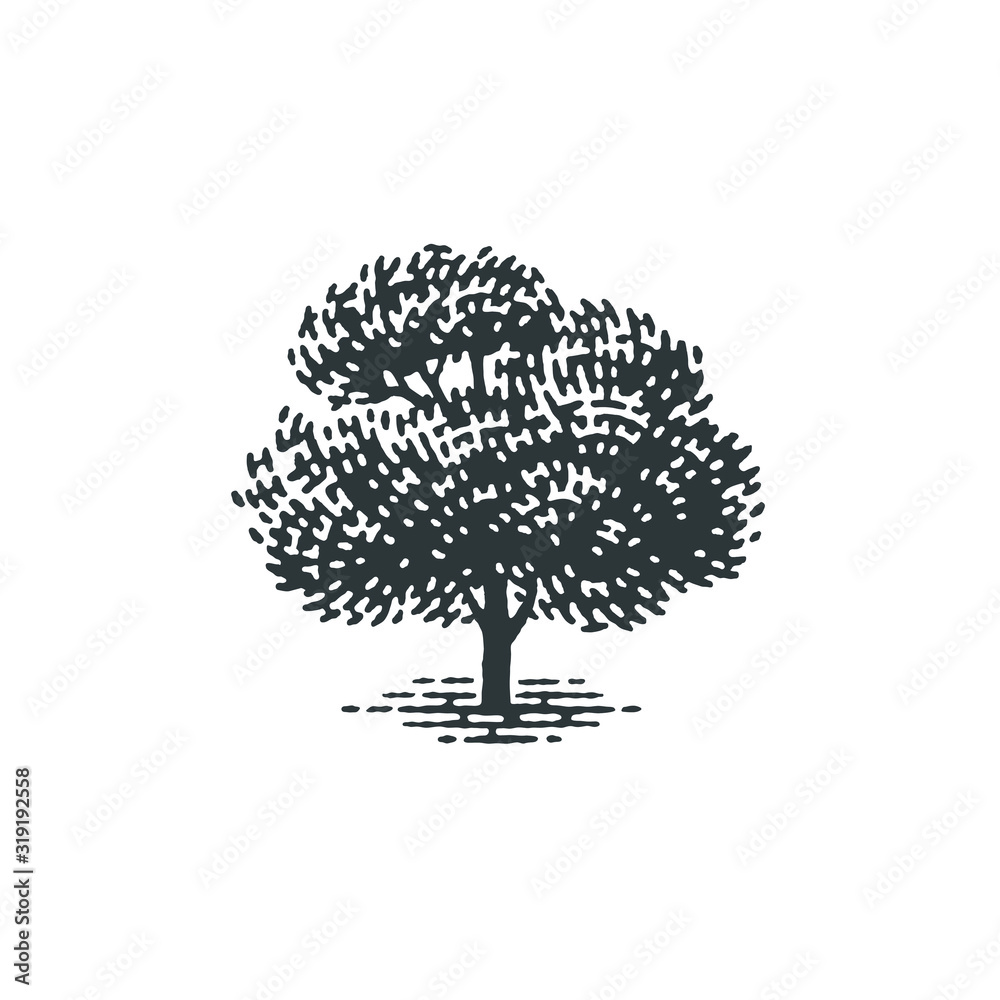 Engraved tree. Vector illustration of a fruit tree. Hand drawn engraving style illustrations.