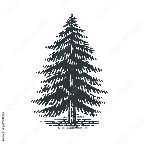 Engraved fir tree. Vector illustration of a fir tree. Hand drawn engraving style illustrations.