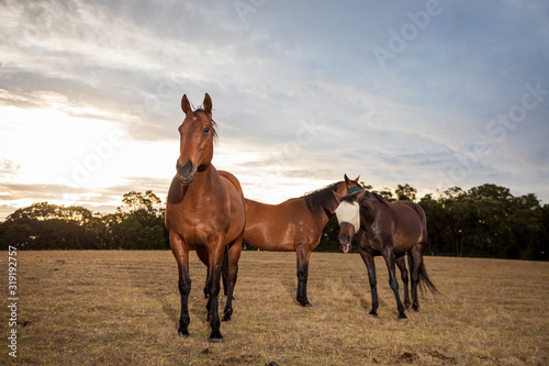 Ponies and Horses