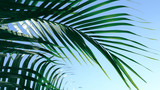 green leaf on tropical tree, summer in nature background