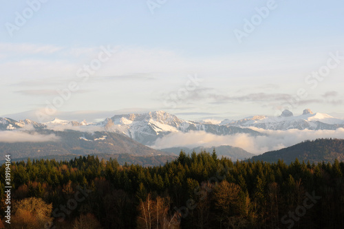 Alpes suisses se découpant derrière la forêt © Clemence Béhier