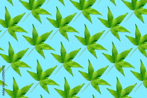 Green maple leaves pattern on blue background. Springtime concept. Nature background