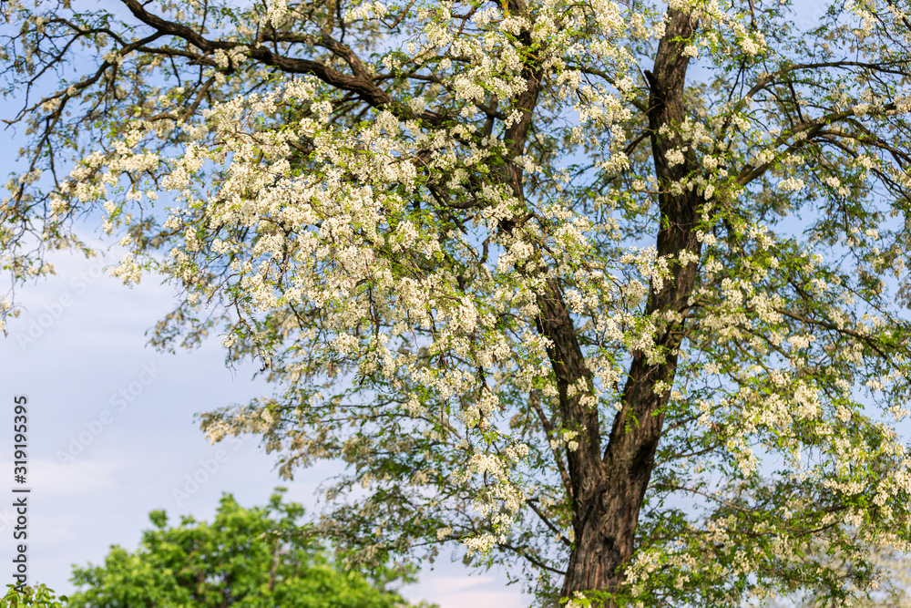 white flowering tree in spring day white flowering tree in spring day