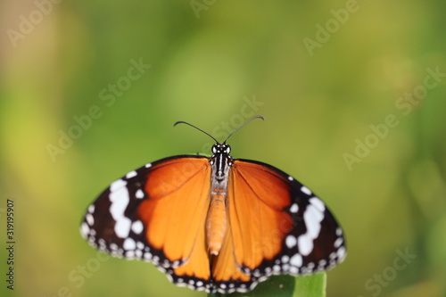 Close-up of butterfly ,butterfly wing on white spot in spring
