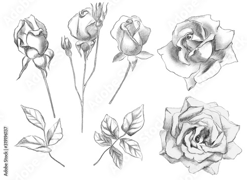 Fototapeta Naklejka Na Ścianę i Meble -  Set of hand drawn roses and rose leaves. Isolated pencil Illustration