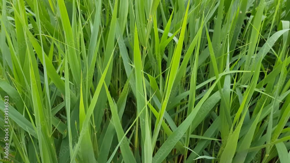 fresh and juicy grass on a green lawn closeup. well-kept yard area