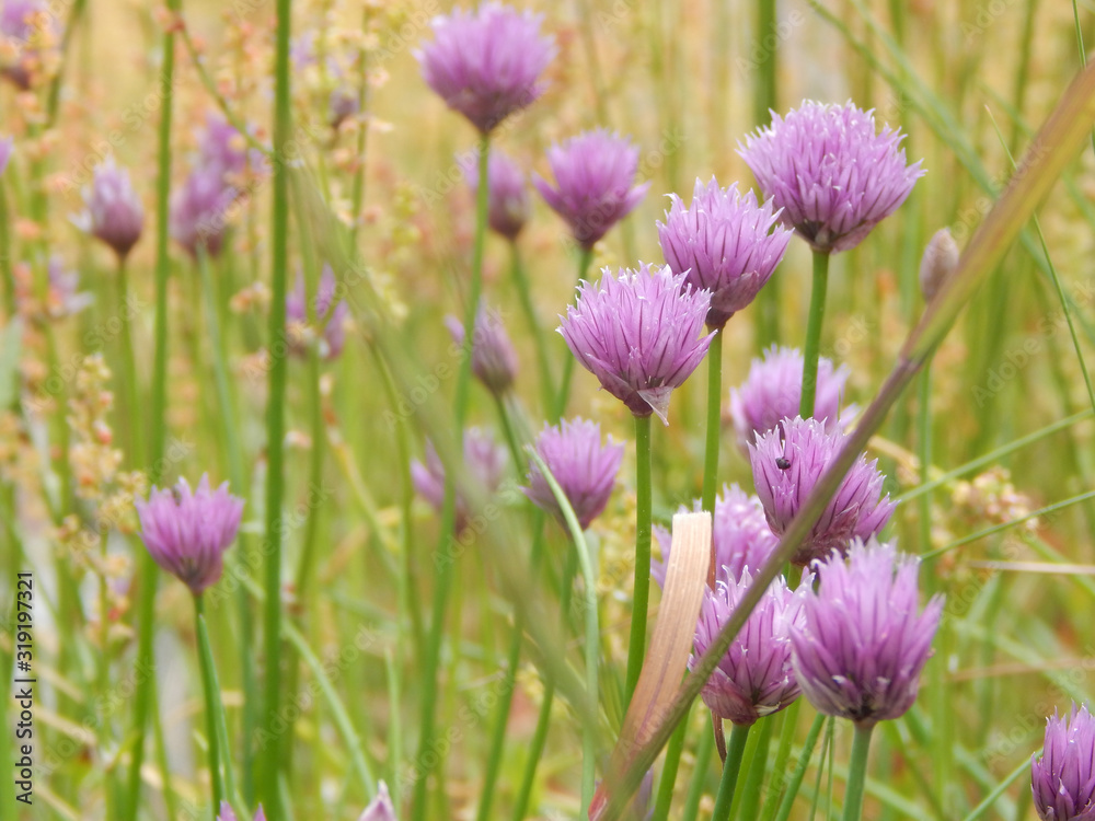 Naklejka premium Blumen Nahaufnahme mit grünen Blättern