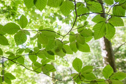 Beech tree green foliage close up