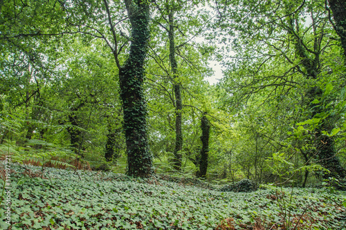 Ivy invasion in a green woodland