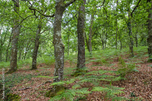Fresh green woodland in spring