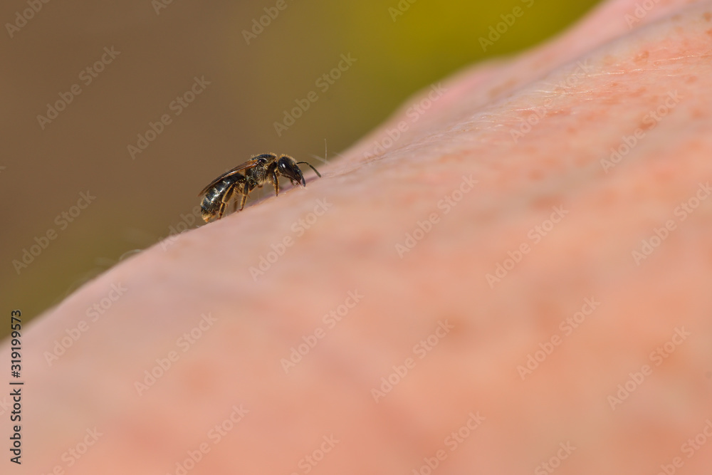 Obraz premium Gemeine Löcherbiene (Heriades truncorum)