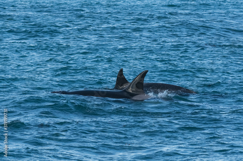 Killer whale hunting on the paragonian coast, Patagonia, Argentina © foto4440