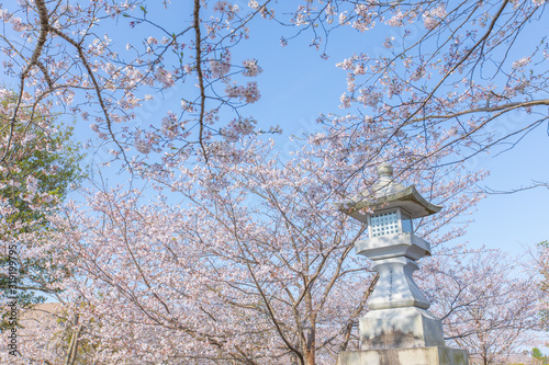 桜に包まれた灯篭