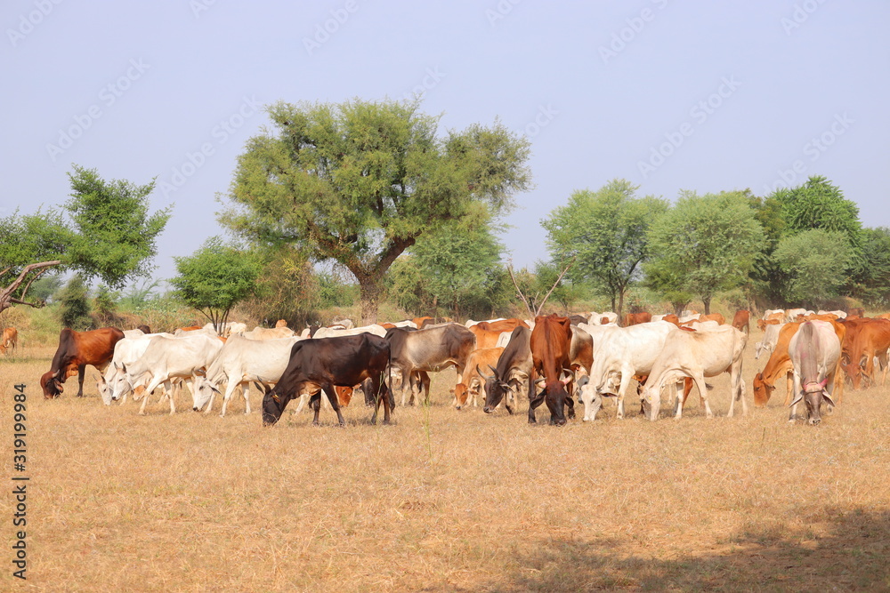 group of cows in summer , jaipur
