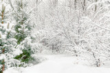 Beautiful snowy forest, winter landscape
