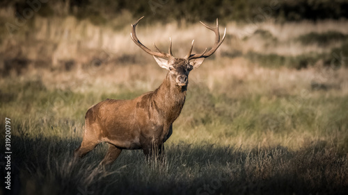 Male Red deer in La Pampa  Argentina  Parque Luro  Nature Reserve