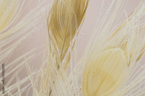 Vászonkép white peacock tail feathers as decor