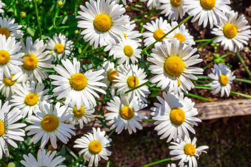 Summer landscape with field of camomiles at sunny day. Camomile daisy flowers  wild flowers for the cover  banner  post card. Homeopathic plant   medicine herb.