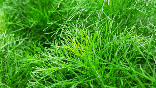 close-up organic dill leaf green nature background