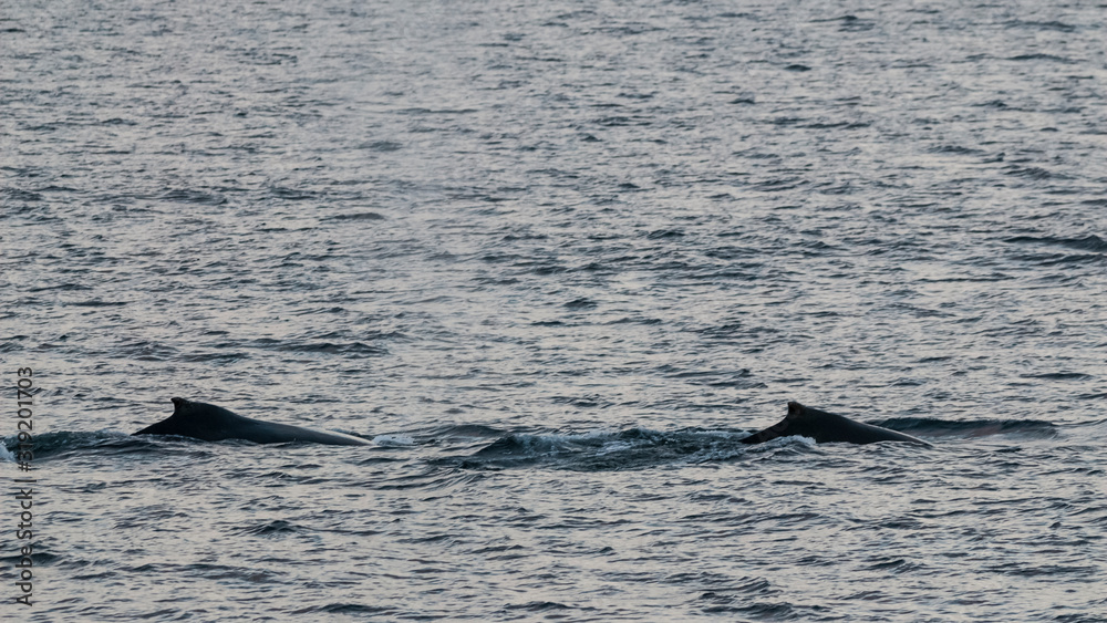 Fototapeta premium Humpback whale diving, Megaptera novaeangliae,Antártica.