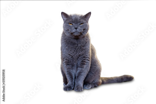 Portrait of Angry Gray  Cat Grumpy Looking in Camera