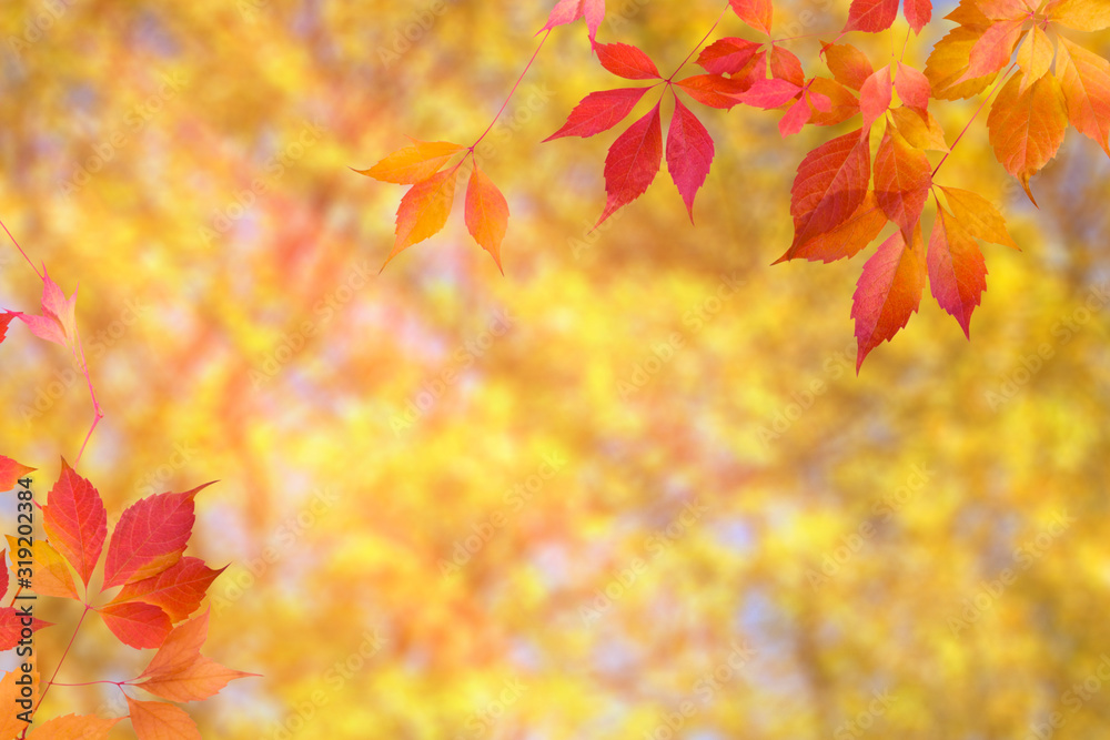 Autumn background with bright red and yellow leaves and blurred backdrop Autumn background with bright red and yellow leaves and blurred backdrop