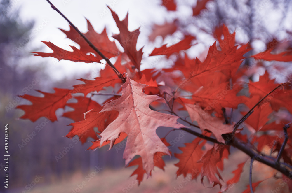 Red oak autumn leaves on a branch Red oak autumn leaves on a branch