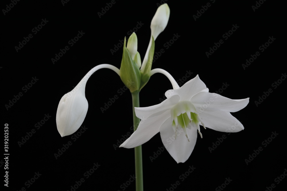 Obraz premium White flower of the Amazon Lily on a black background close-up.